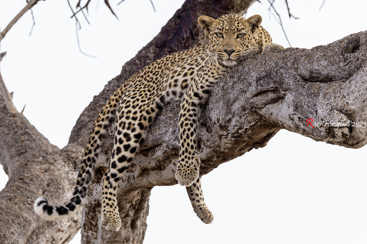 _5RF2324-CR3_DxO_DeepPRIMEXD