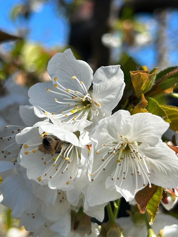 Auditoría agrícola 2