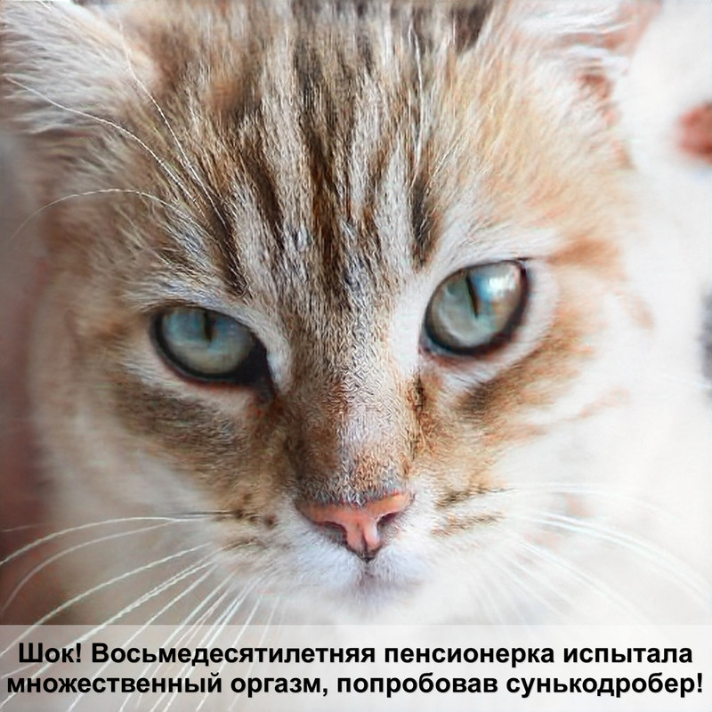 европейская кошка окрас