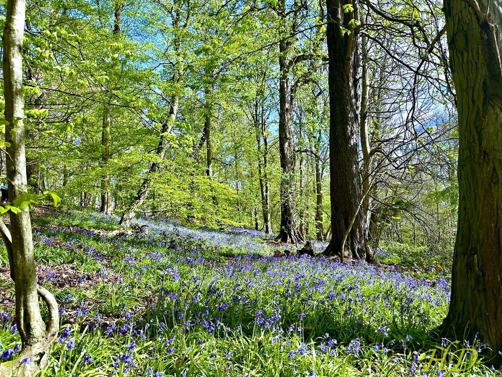 Bluebells-woods-HD.jpg