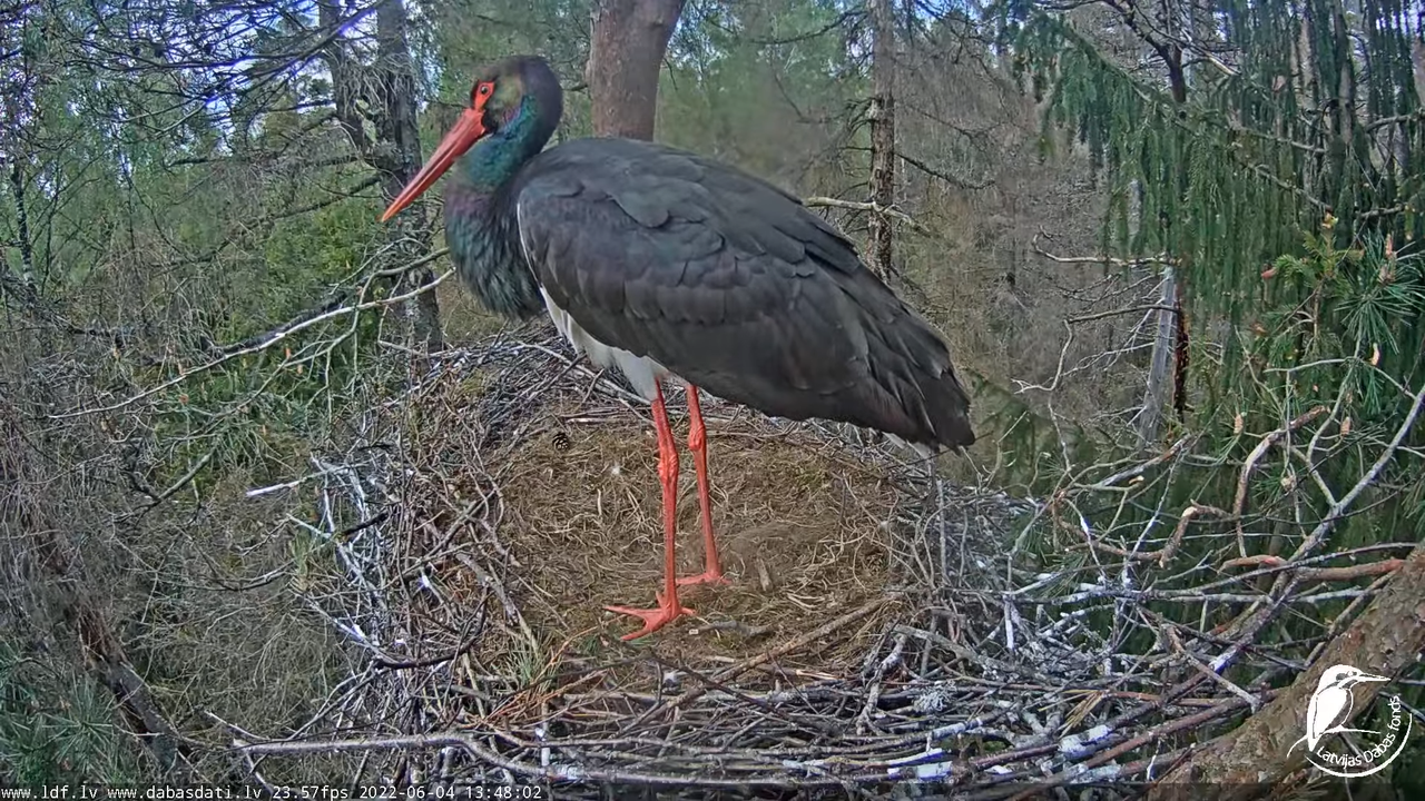 Melnais stārķis (Ciconia nigra) Siguldas novadā - LDF tiešraide 9-2-41 screenshot