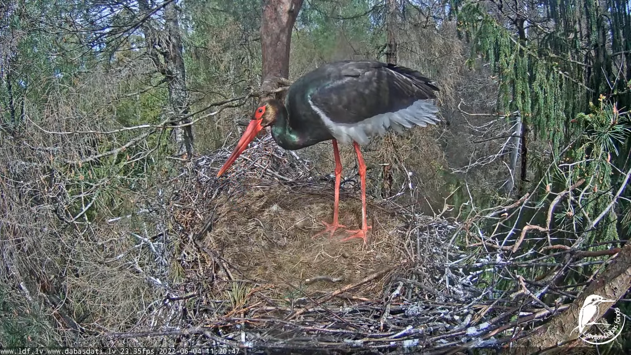 Melnais stārķis (Ciconia nigra) Siguldas novadā - LDF tiešraide 6-35-26 screenshot