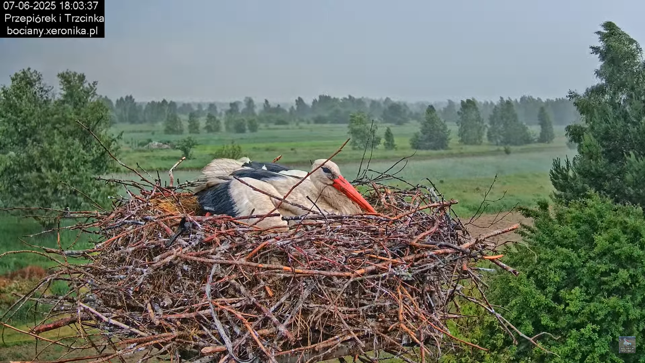 07062025bociany39