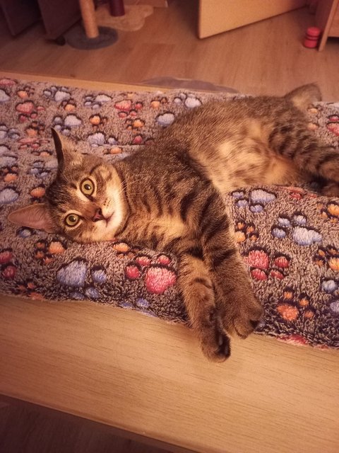 Slika