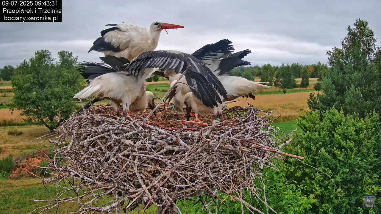 09072025bociany39