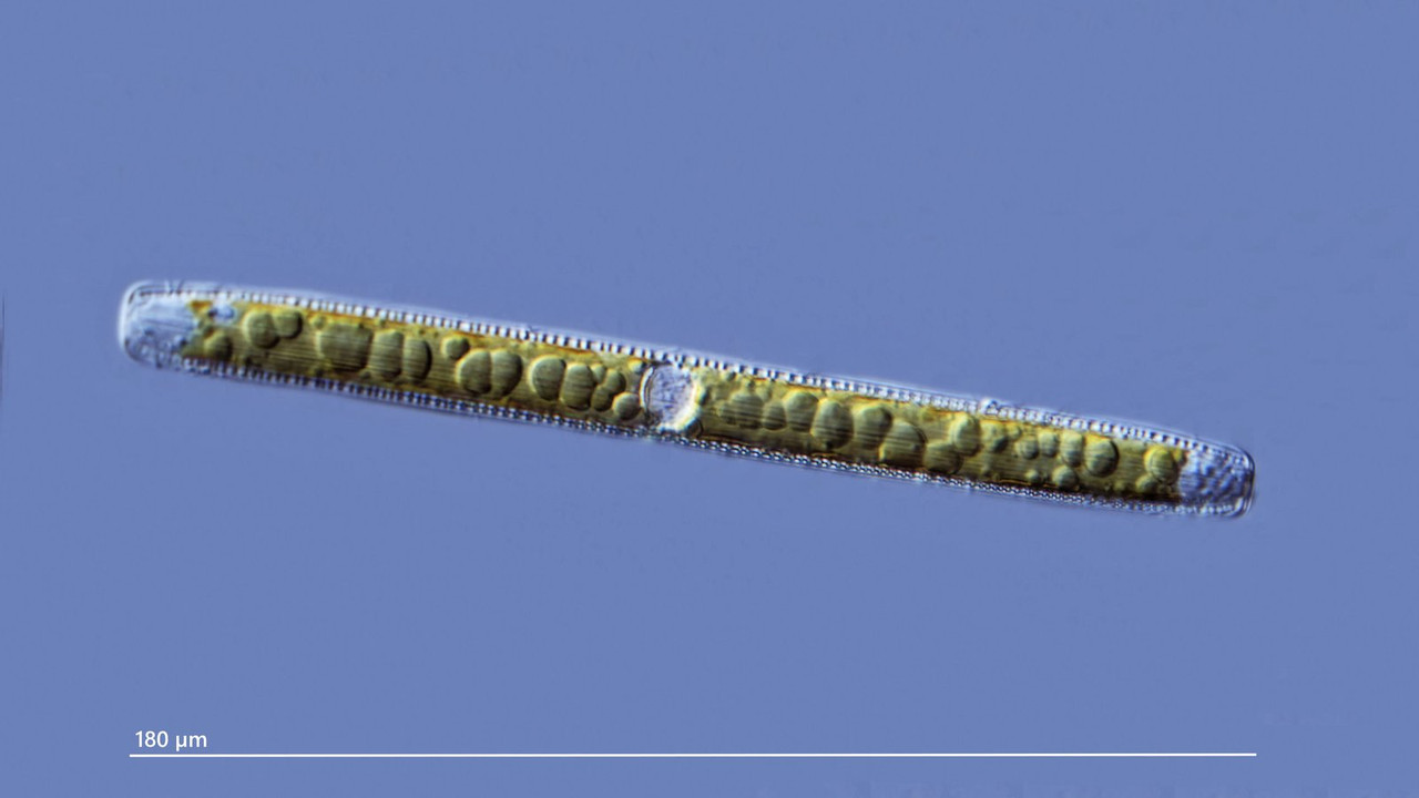 Nitzschia 05 sigmoidea Kiel-Alge (Gerades Exemplar) GA DIK 50 Stack 2