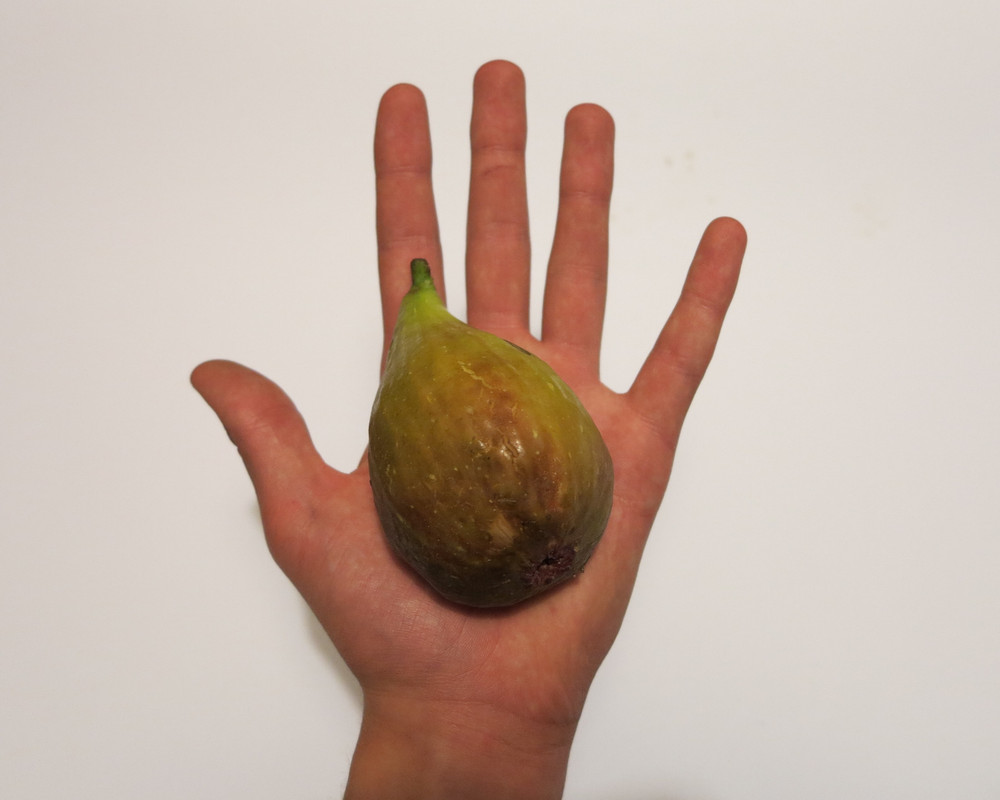 ficus carica PERETTA 30.9.2017 (2)