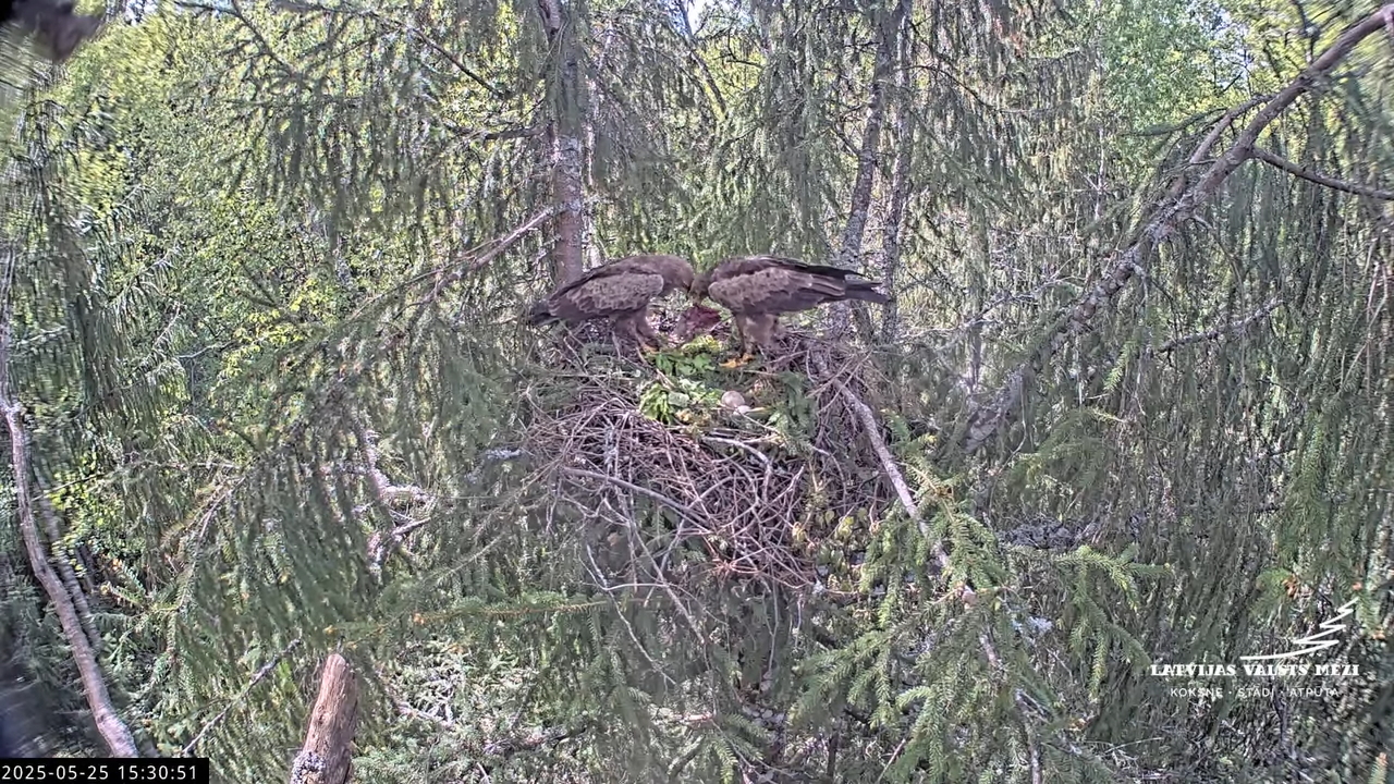 LVM mazais ērglis Lisiņa, egle2 – Lesser Spotted Eagle 14-29-1 screenshot