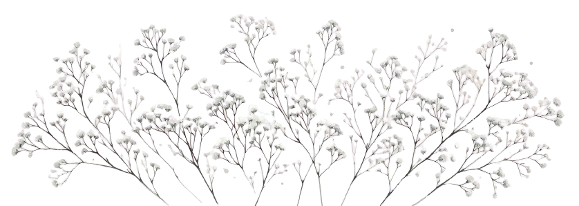 Baby's Breath