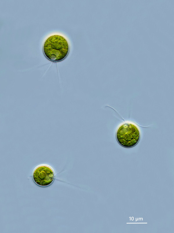 Carteria 03 multifilis Vier-Geißel-Flagellat DIK 100 Komp 3-Z7