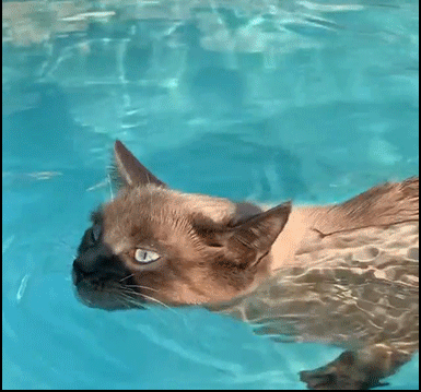 Amazing-Cat-GIF-Siamese-cat-happy-to-swim-in-his-pool-So-brave-cute-and-graceful-ok-cats.gif