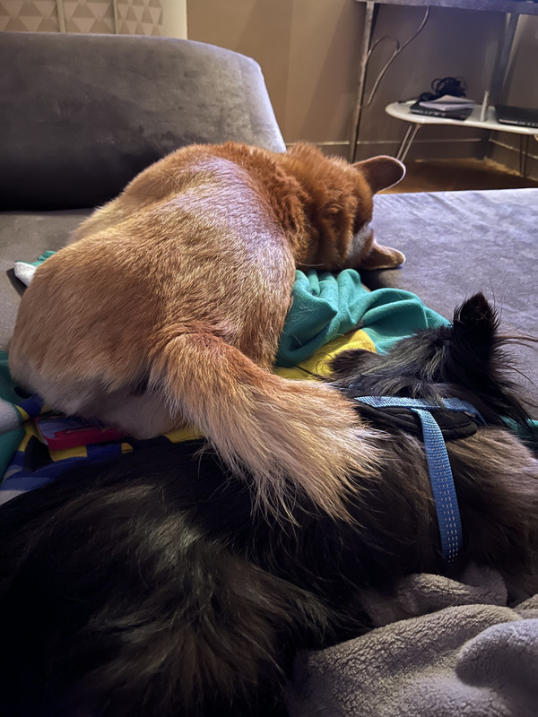 [Image: A93-B5-DC4-C075-429-A-B4-CC-2-CB01671133-E.jpg]