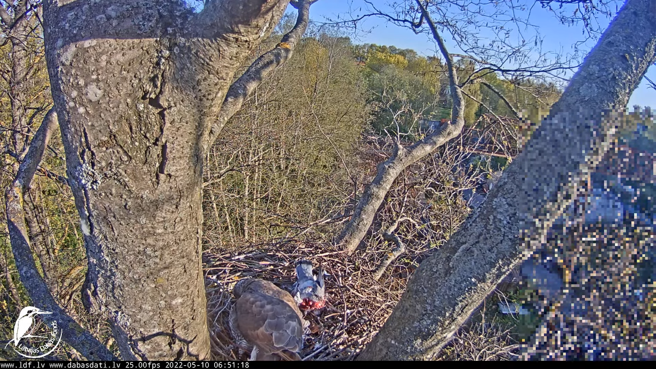 Vistu vanags (Accipiter gentilis) Rīgā - LDF tiešraide __ Goshawks, Riga, Latvia 12-19-3 screenshot