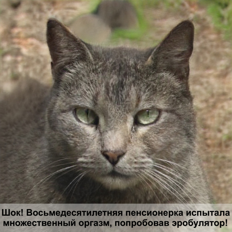 дикая тигровая кошка