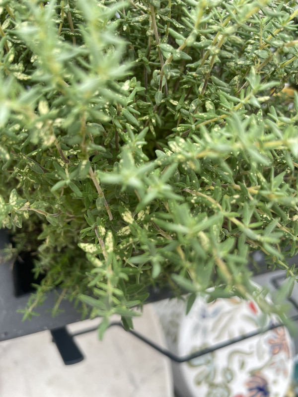 9326DDBB-60D0-4FFB-938A-6E1172C14CEB