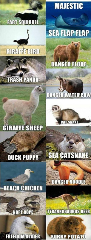 animals.jpg