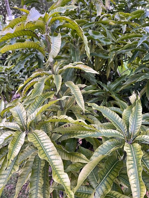 Mango Leaves 2