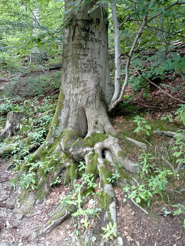 013 - IMG20210802124921