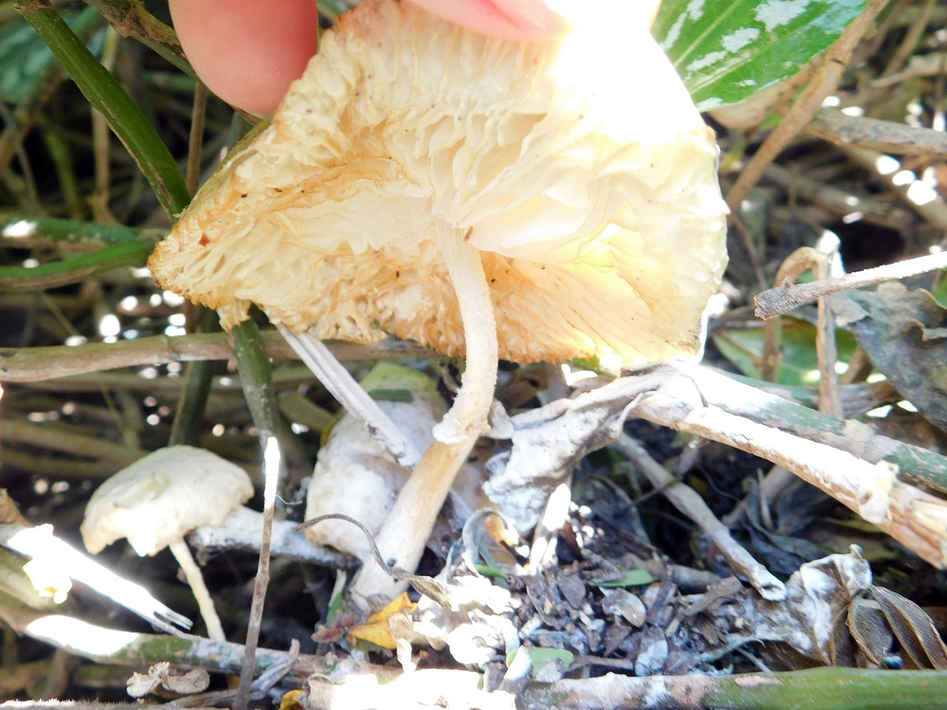 DSCN5184.jpg