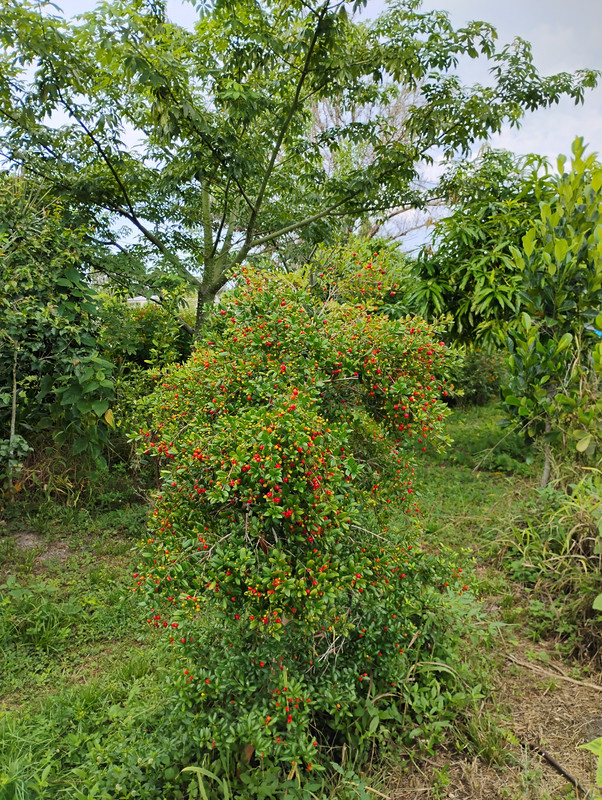 IMG 20260717 075256557 HDR