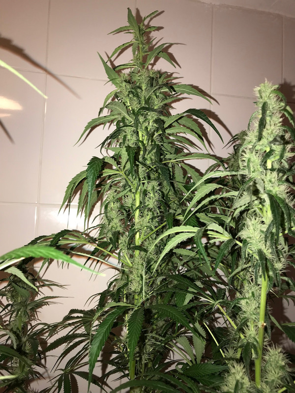 BAFCF4BC-7825-4EBE-94F7-D4412C0A8A4E