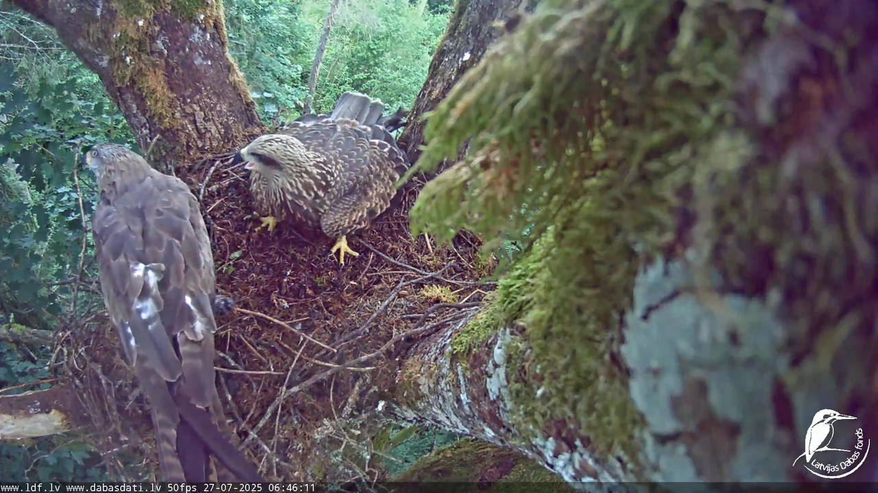 Melnās klijas (Milvus migrans) Kurzemē_ peļu klijāni (Buteo buteo) 8-56-21 screenshot