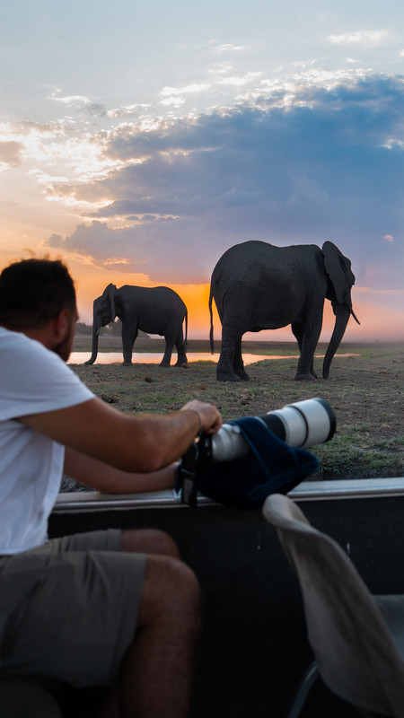 Zèbre dans une plaine sèche du Botswana