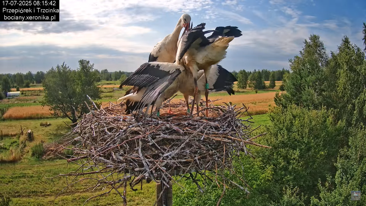 17072025bociany23