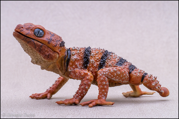 2022 Wildlife Figure of the Year, time for your choices! - Maximum of 5 So-Ta-Banded-knob-tailed-gecko-2-copie