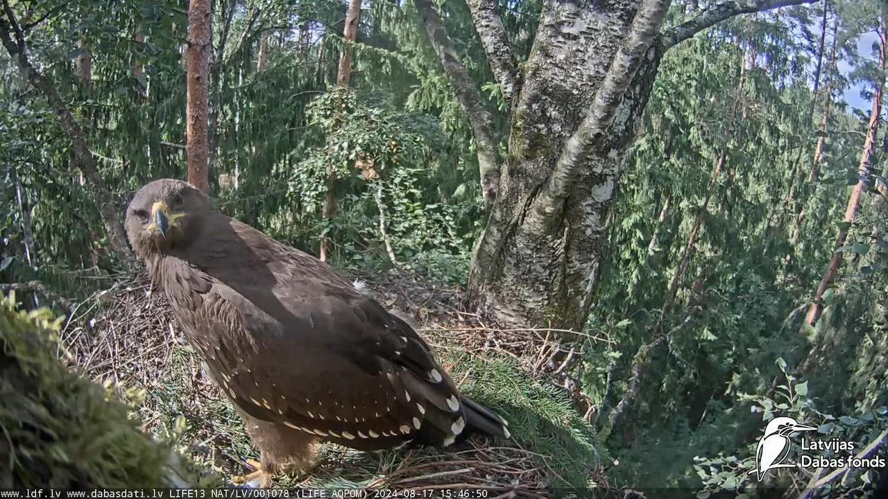 Mazais ērglis (Clanga pomarina), ligzda bērzā - LDF tiešraide 14-32-10 screenshot