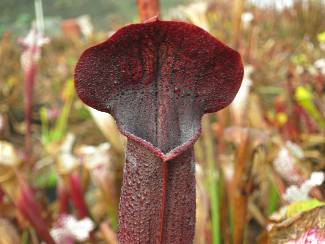 Dark upward lid, 2018-12-11
