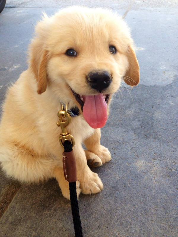 random-puppy-golden-retriever-768x1024.jpg
