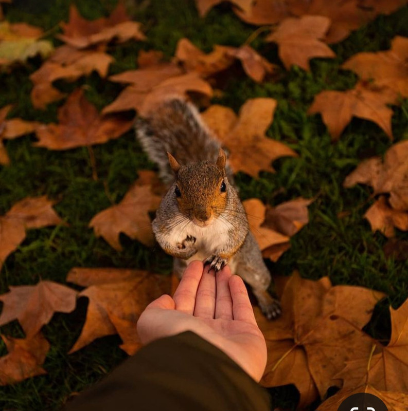 Screenshot_20231128_181515_Pinterest