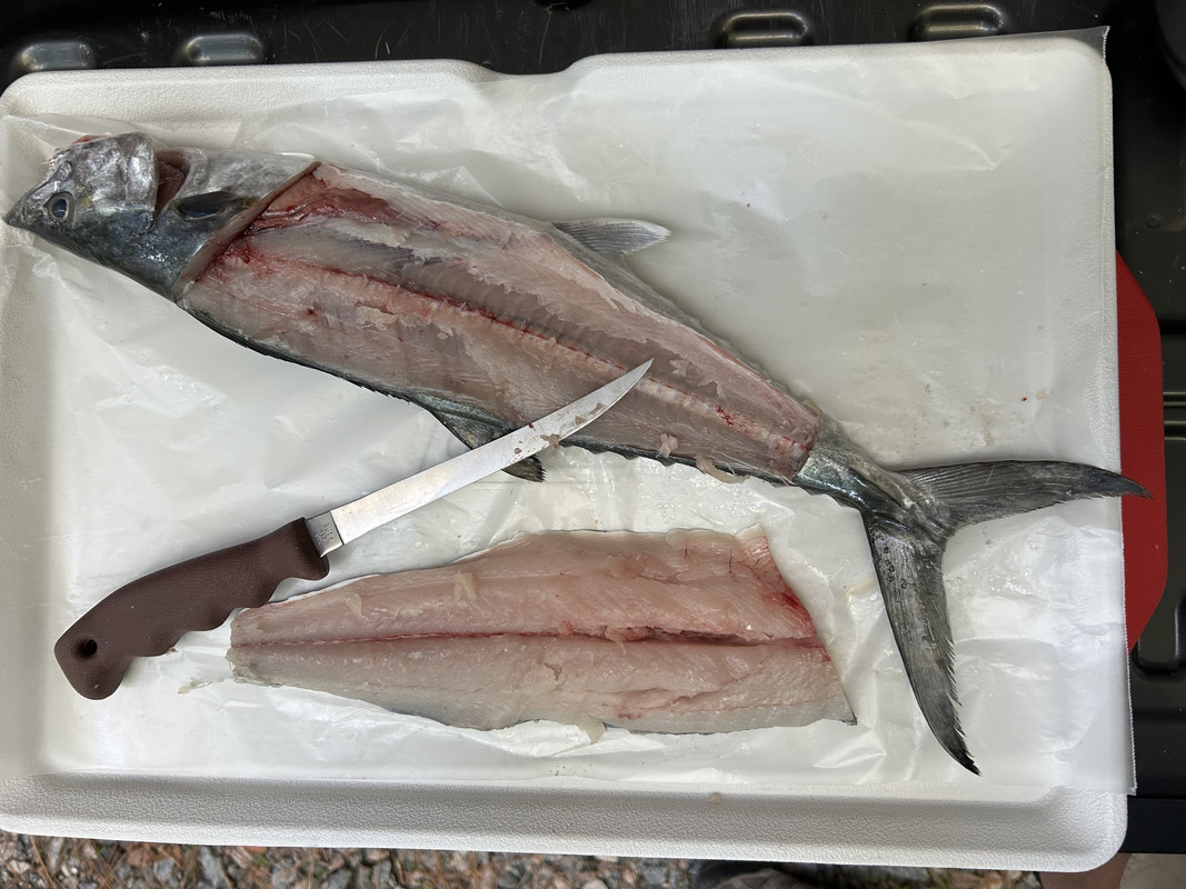 Buck-123-and-Spanish-Mackerel-9-24-25.jpg