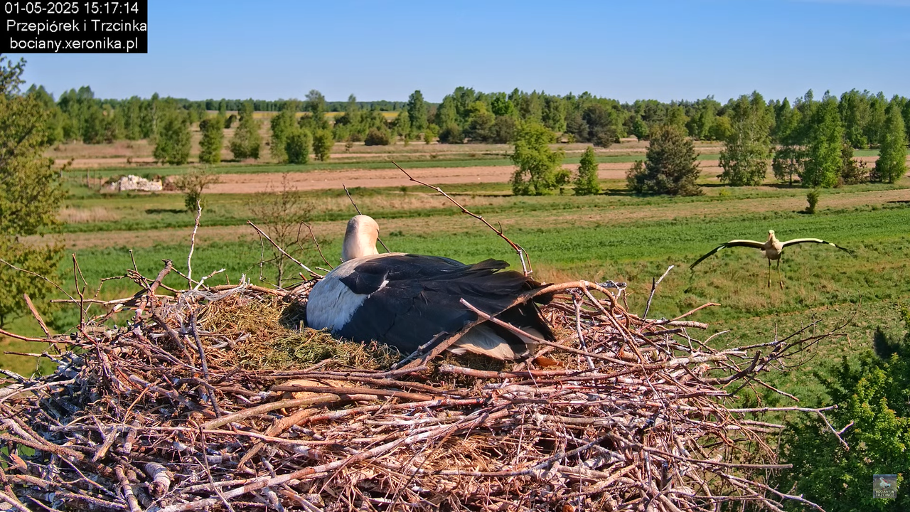 01052025bociany8