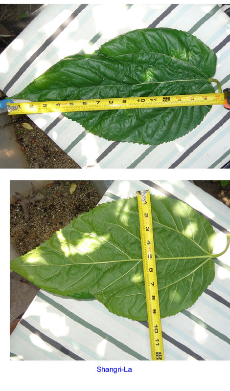 Shangri-La - leaves1
