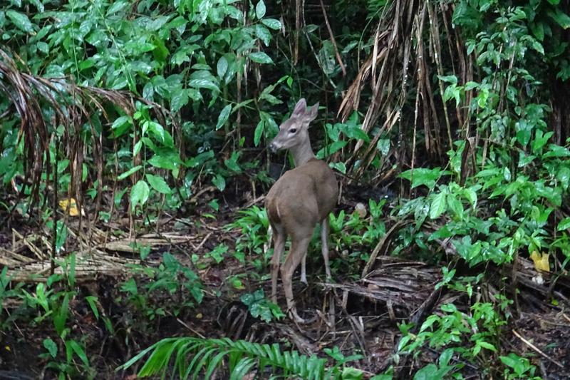 3 semanas Costa Rica en autobús 2018 Oct - Blogs de Costa Rica - Día 14. Parque nacional Manuel Antonio (5)