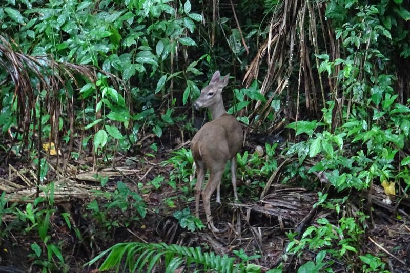 Día 14. Parque nacional Manuel Antonio - 3 semanas Costa Rica en autobús 2018 Oct (5)