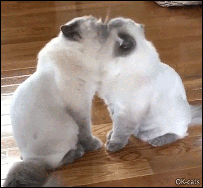 Cute-Cat-GIF-2-colorpoint-kitties-grooming-each-other-in-sync-They-are-so-adorable-so-much-love.gif