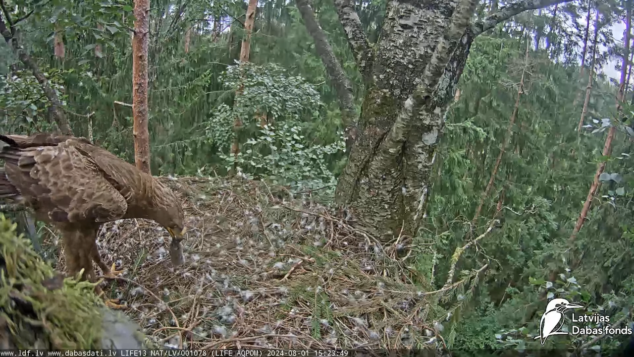 Mazais ērglis (Clanga pomarina), ligzda bērzā - LDF tiešraide 16-28-34 screenshot