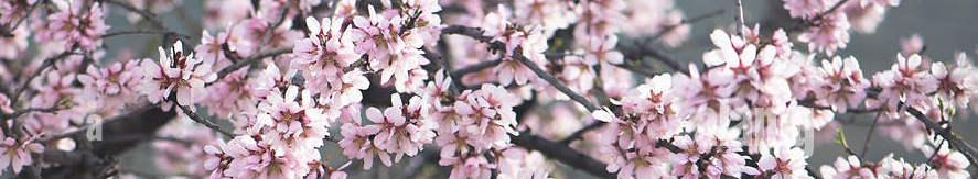 almonds-are-in-bloom-beautiful-almond-tree-flowers-MPBWKD0.jpg