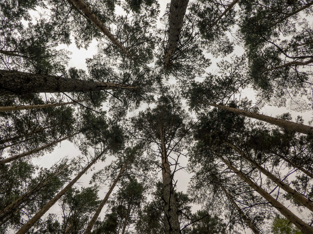 [Linket bilde fra i.postimg.cc]