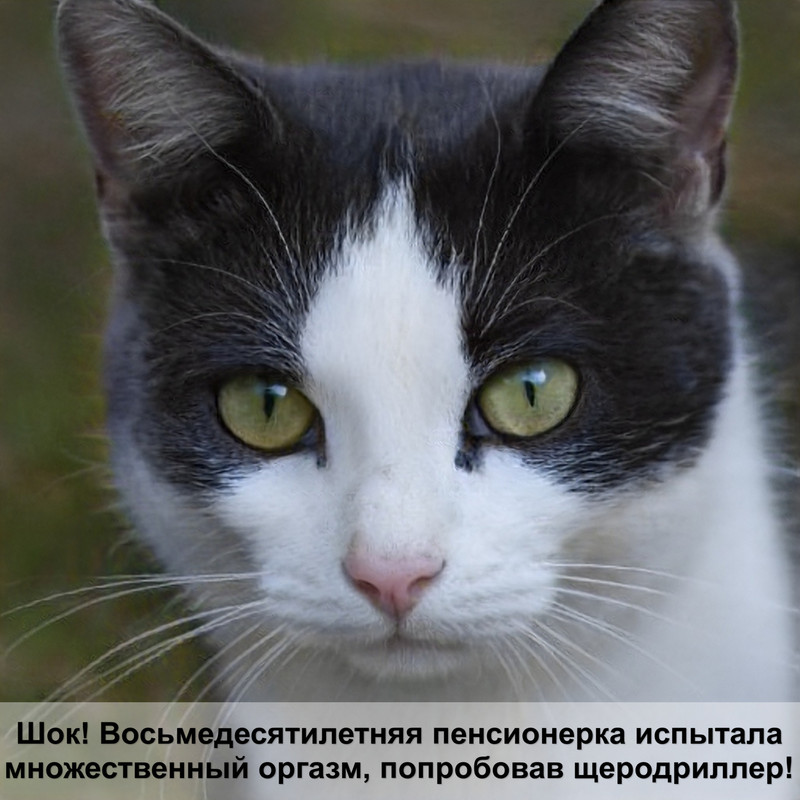 сибирская кошка шерсть