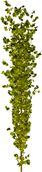 GBD_Lbe30
