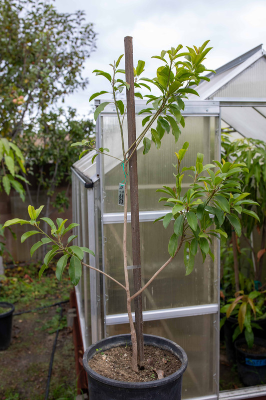 8U1A8064  Thomas Sapodilla Tree in #7 Pot (12-21-2023)