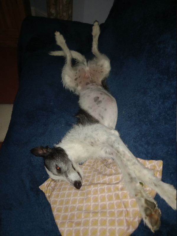 Charlie sleeping