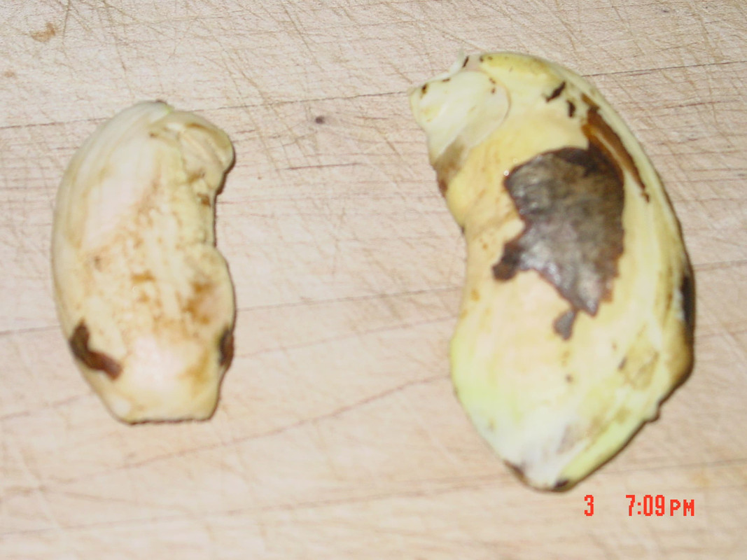 Seeds PC and LZ 081414