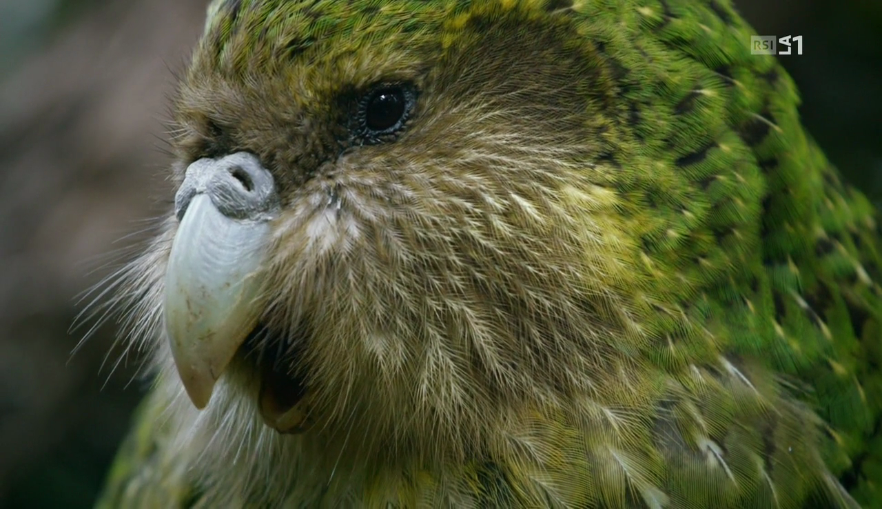 vlcsnap-2017-04-22-14h17m51s817