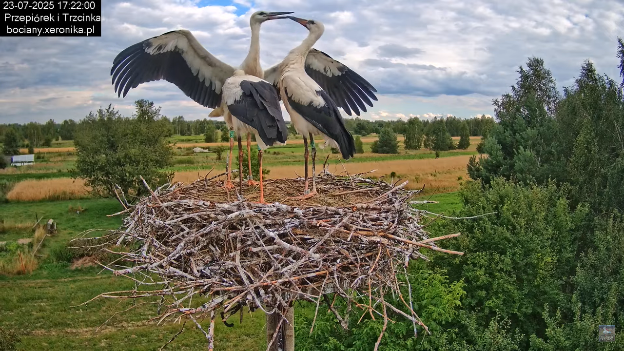 23072025bociany42