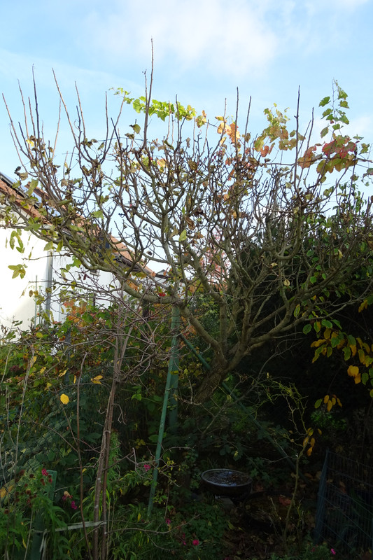 DSC09285